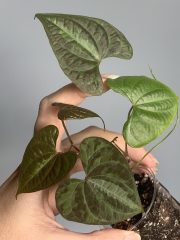 IMG_3823.jpeg