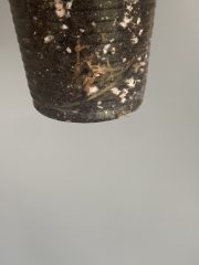 IMG_3814.jpeg