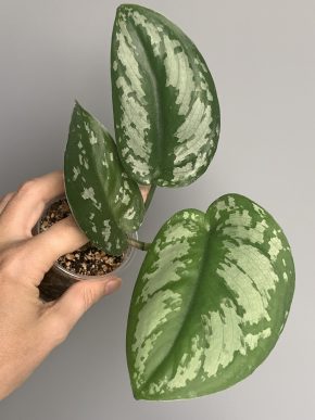 Scindapsus Silver Princess