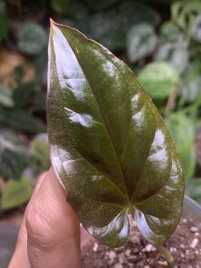 Syngonium erythrophyllum wild form