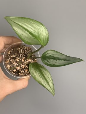 Scindapsus treubii Moonlight Narrow form