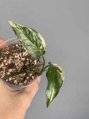 Epipremnum pinnatum Albo variegatum