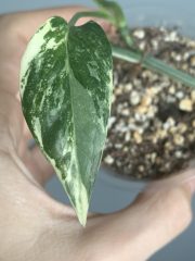 IMG_3817.jpeg