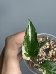 IMG_3818.jpeg