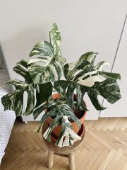 tempImageH85wKx.jpg