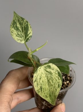 Philodendron hederaceum variegata