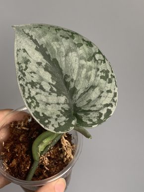 Scindapsus noid