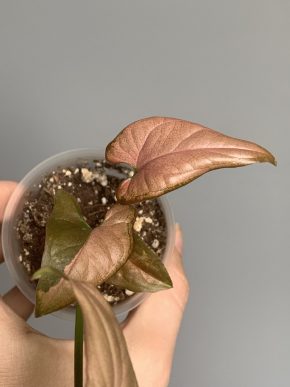 Syngonium podophyllum Red Spot
