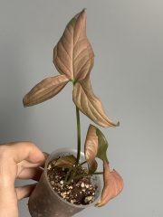 IMG_3836.jpeg