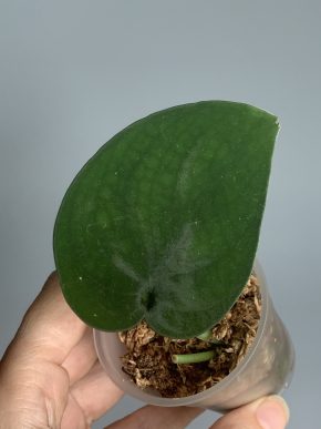 Scindapsus jade satin Black