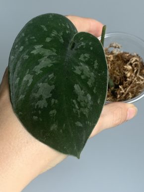 Scindapsus noid