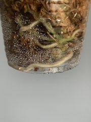 IMG_3788.jpeg