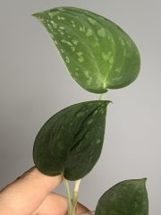 IMG_3767.jpeg