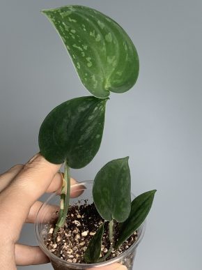 Scindapsus noid