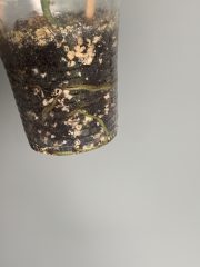 IMG_3730.jpeg
