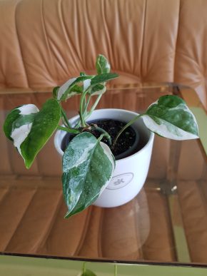 Epipremnum N'joy