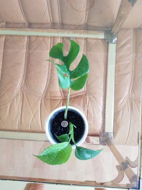 Rhaphidophora tetrasperma - Monstera minima - již krásně kořenící řízek