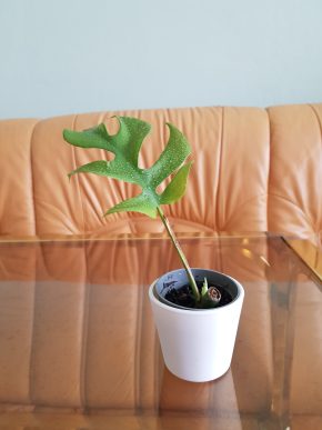 Rhaphidophora tetrasperma - Monstera minima - již krásně kořenící řízek