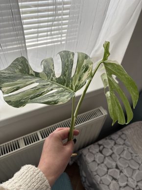 Vrcholový řízek monstera del. albo 🌱