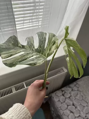 Vrcholový řízek monstera del. albo 🌱