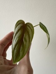 IMG_5885.jpeg