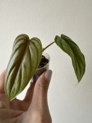 IMG_5884.jpeg