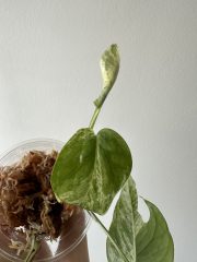 IMG_5882.jpeg