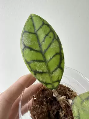 Hoya Callistophylla spodek rostliny