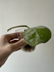 IMG_5863.jpeg