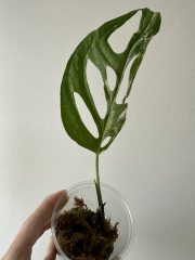 IMG_5854.jpeg