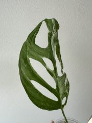 IMG_5857.jpeg
