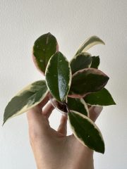 IMG_5846.jpeg