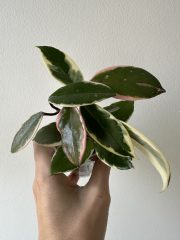 IMG_5842.jpeg