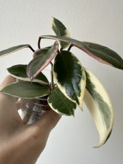 IMG_5843.jpeg