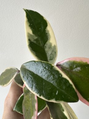 Hoya carnosa 'Krimson Queen Pink'