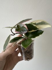 IMG_5847.jpeg