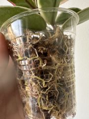 IMG_5845.jpeg