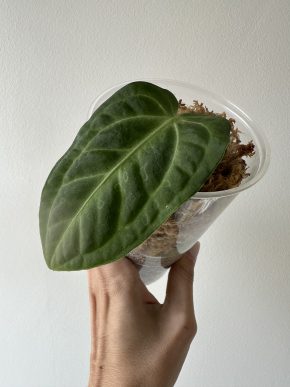 Anthurium villenaorum