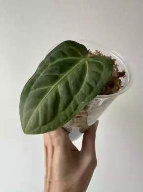 Anthurium villenaorum