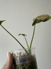 IMG_5828.jpeg
