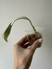 IMG_5824.jpeg
