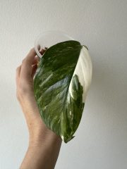 IMG_5823.jpeg