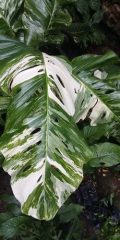 IMG_5890.jpeg