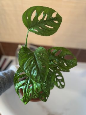 Monstera adansonii v lechuze pon