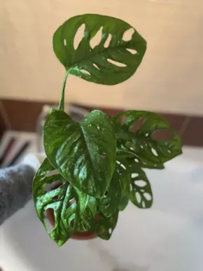 Monstera adansonii v lechuze pon