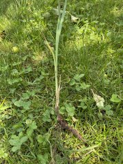 IMG_4777.jpeg