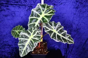 Alocasia amazonica Polly