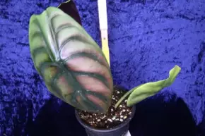 Alocasia Cuprea red secret