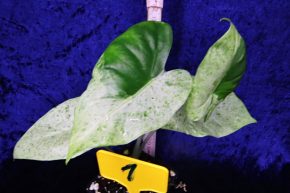 Alocasia Macrorrhiza Splasch