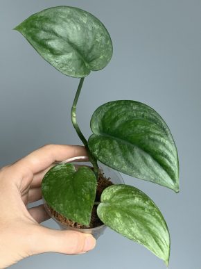 Scindapsus jade satin variegatus